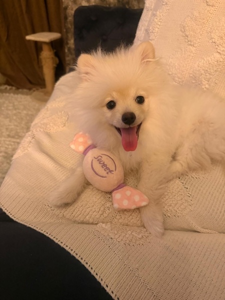 Pomeranyalı, Köpek  Maxim Lui fotoğrafı
