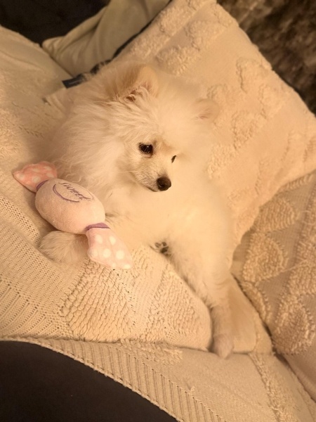 Pomeranyalı, Köpek  Maxim Lui fotoğrafı