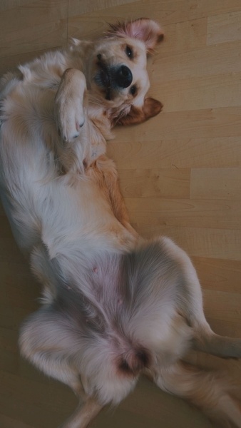 Golden Retriever, Köpek  Eva fotoğrafı