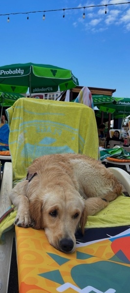 Golden Retriever, Köpek  Eva fotoğrafı
