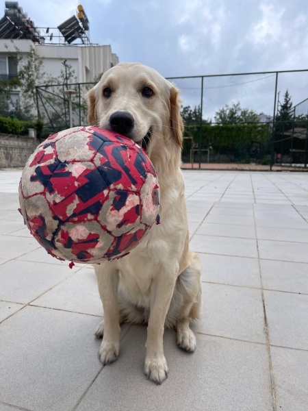 Golden Retriever, Köpek  Eva fotoğrafı