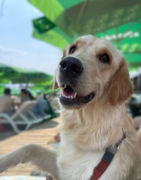 Golden Retriever, Köpek  Eva fotoğrafı