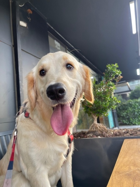 Golden Retriever, Köpek  Eva fotoğrafı