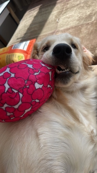 Golden Retriever, Köpek  Eva fotoğrafı