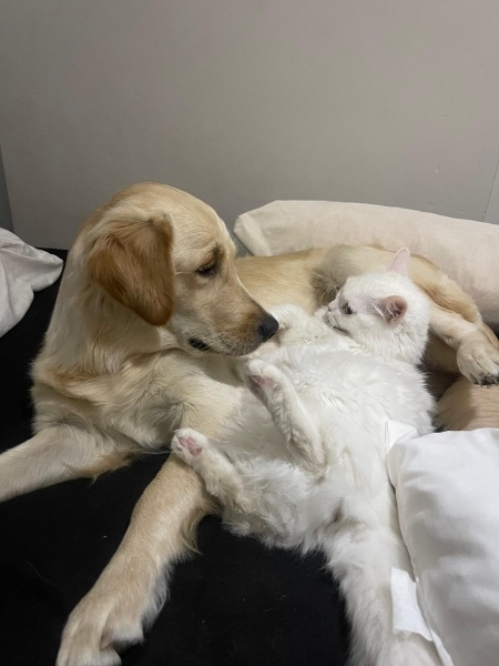 Golden Retriever, Köpek  Eva fotoğrafı