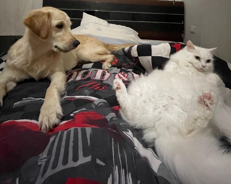 Golden Retriever, Köpek  Eva fotoğrafı