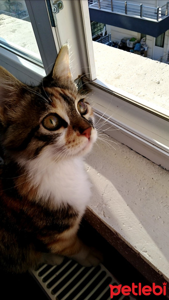 Tekir Kedi, Kedi  Badem Almond fotoğrafı