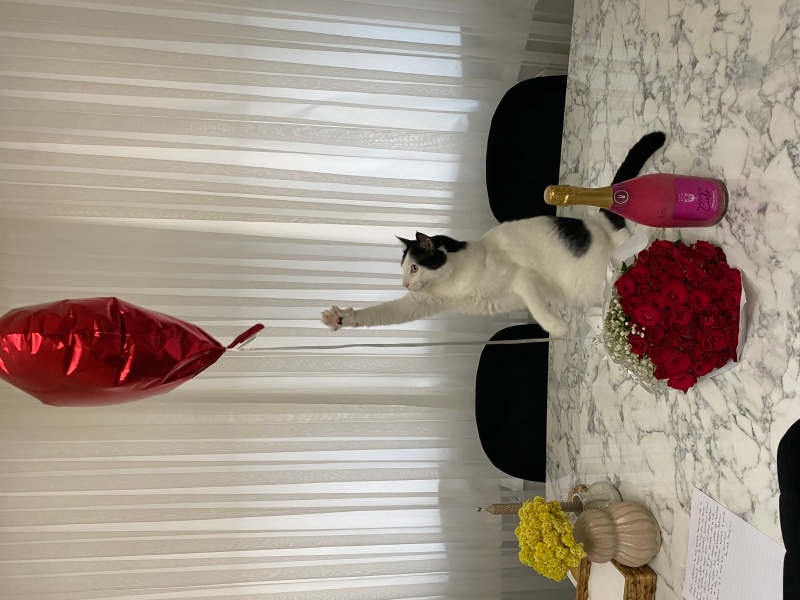 Tekir Kedi, Kedi  MAVİ fotoğrafı