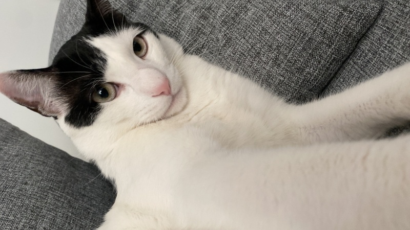 Tekir Kedi, Kedi  MAVİ fotoğrafı