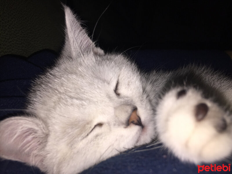 British Shorthair, Kedi  Kartanesi fotoğrafı