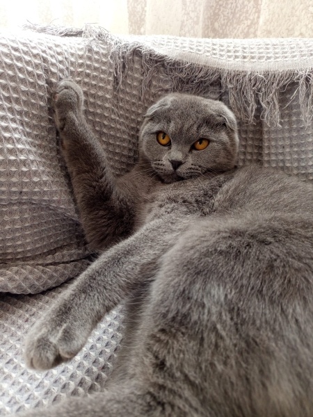 Scottish Fold, Kedi  minik fotoğrafı