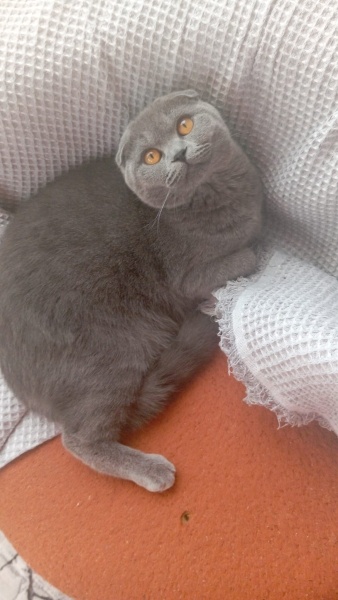 Scottish Fold, Kedi  minik fotoğrafı