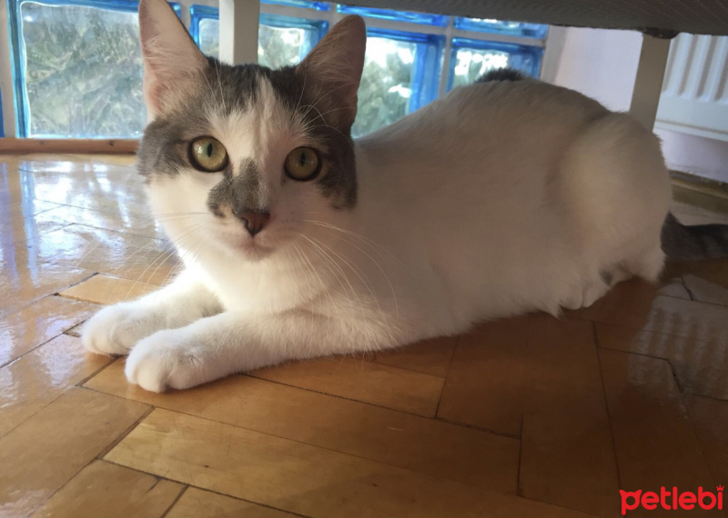 Tekir Kedi, Kedi  Ahu fotoğrafı