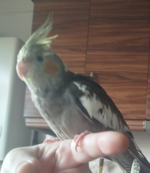 Papağan, Kuş  ÇAKIL fotoğrafı