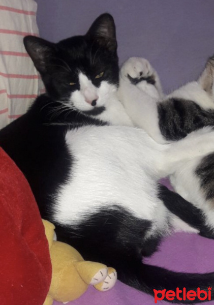 Tuxedo (Smokin) Kedi, Kedi  Simoking fotoğrafı