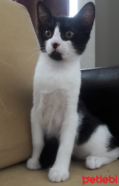 Tuxedo (Smokin) Kedi, Kedi  Simoking fotoğrafı