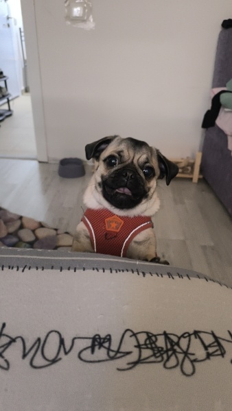 Pug, Köpek  İsabella fotoğrafı