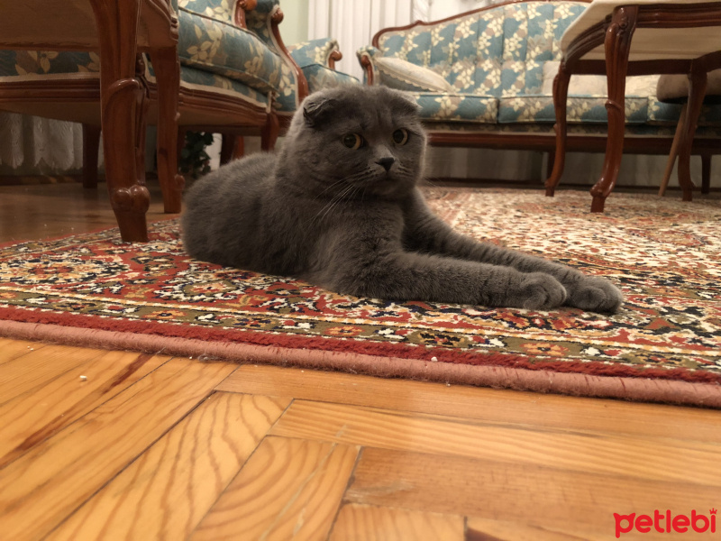 Scottish Fold, Kedi  Maşa fotoğrafı