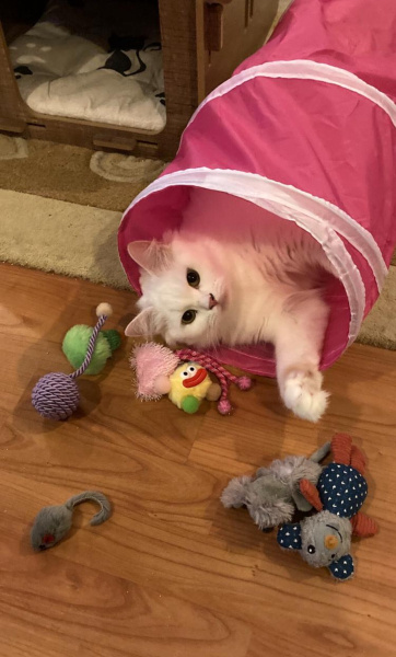 British Longhair, Kedi  Cleo fotoğrafı