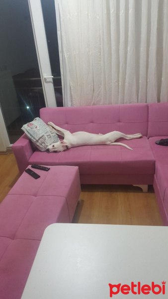 Dogo Arjantin, Köpek  Korsan fotoğrafı