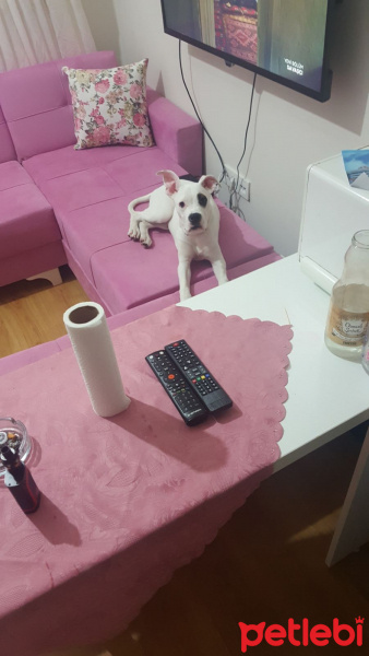 Dogo Arjantin, Köpek  Korsan fotoğrafı