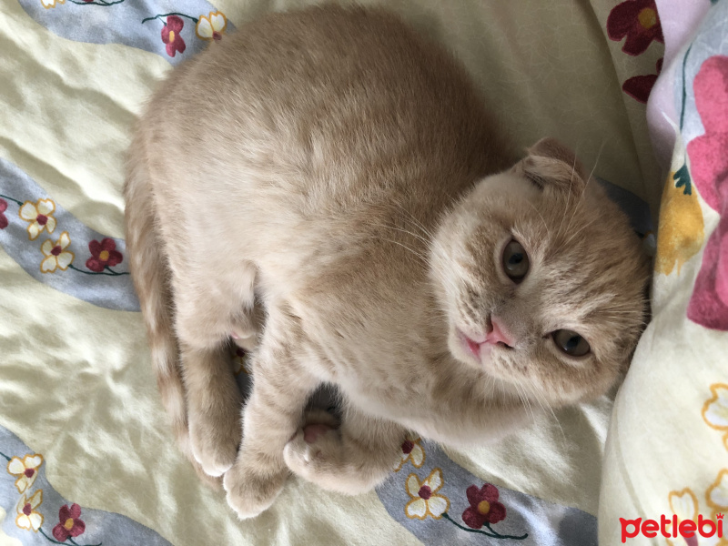 Scottish Fold, Kedi  Aşkım fotoğrafı