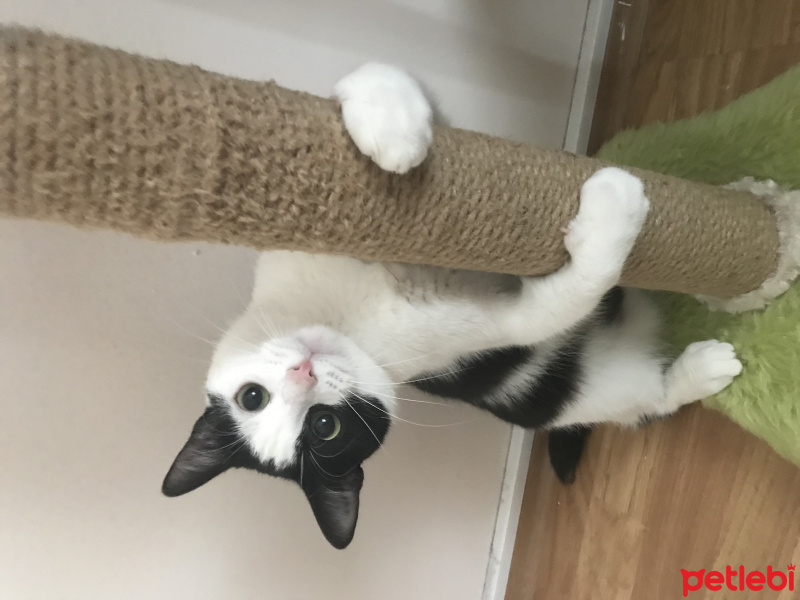 Tekir Kedi, Kedi  Mia fotoğrafı