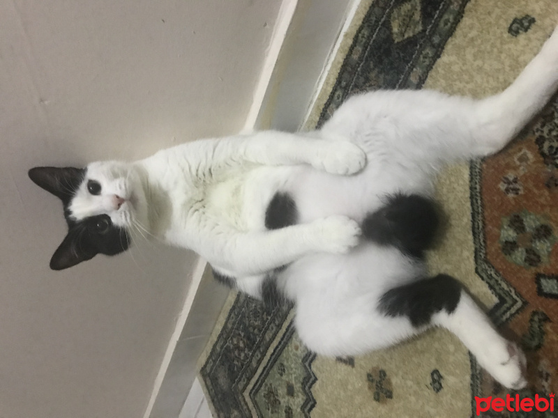 Tekir Kedi, Kedi  Mia fotoğrafı