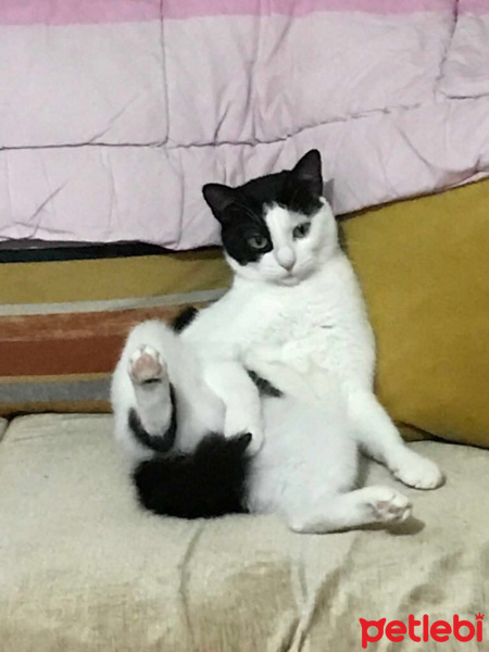 Tekir Kedi, Kedi  Mia fotoğrafı