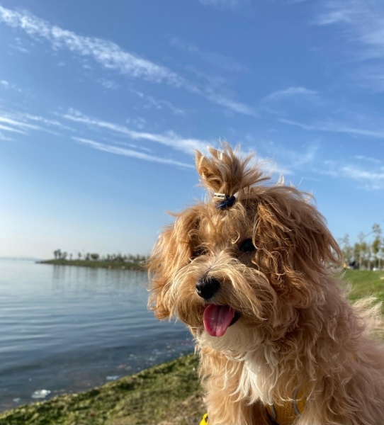 Maltese, Köpek  Suşi fotoğrafı