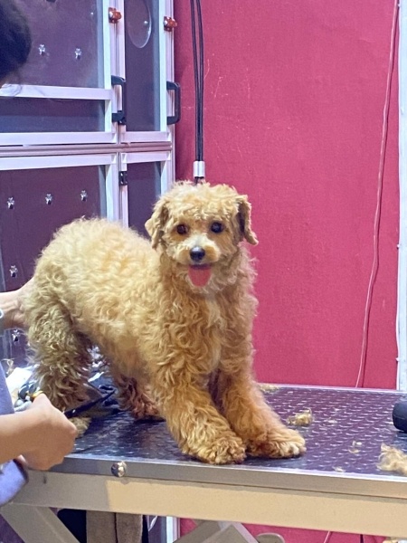 Maltese, Köpek  Suşi fotoğrafı