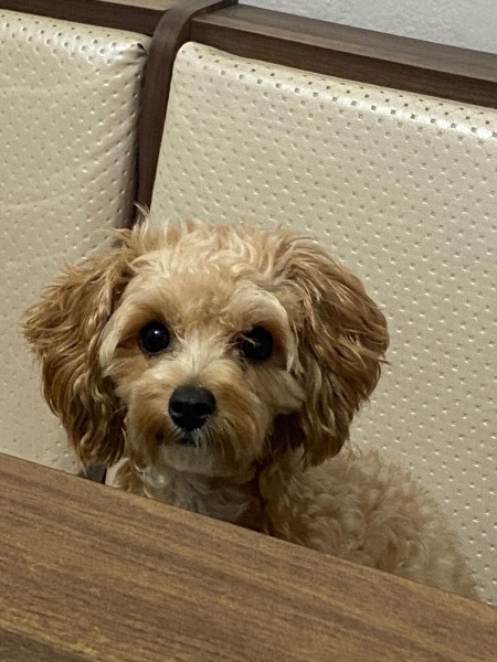 Maltese, Köpek  Suşi fotoğrafı