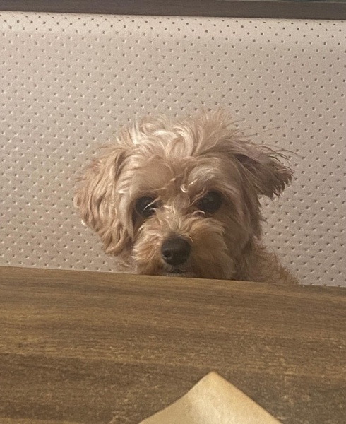 Maltese, Köpek  Suşi fotoğrafı