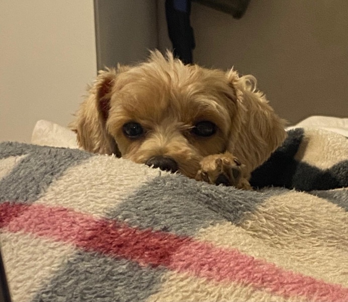 Maltese, Köpek  Suşi fotoğrafı