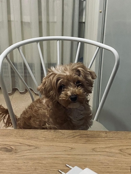Maltese, Köpek  Suşi fotoğrafı