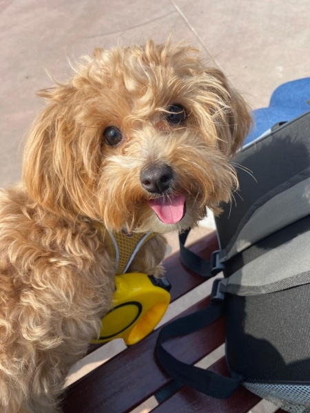 Maltese, Köpek  Suşi fotoğrafı