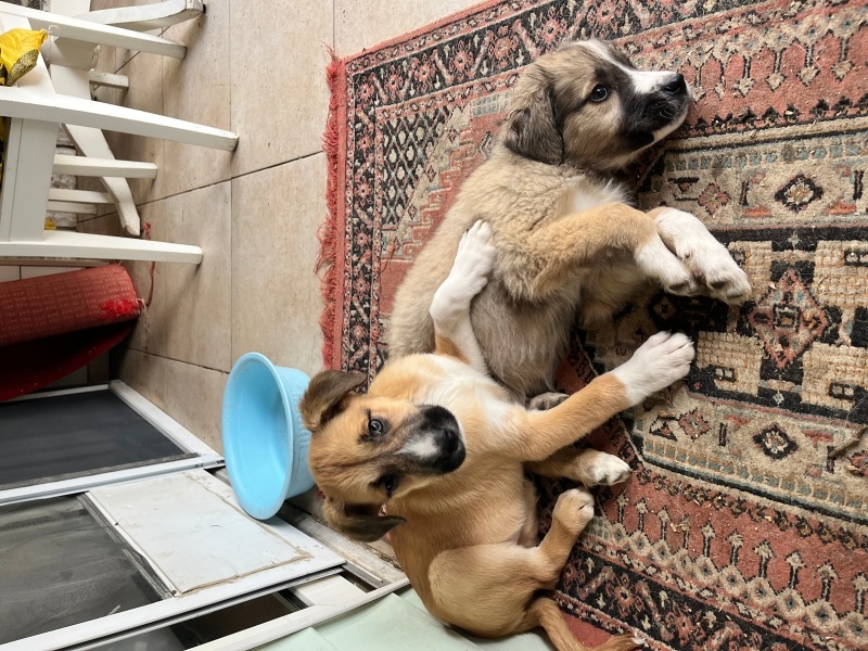 Sibirya Kurdu (Husky), Köpek  10 adet 2 aylık yavru fotoğrafı