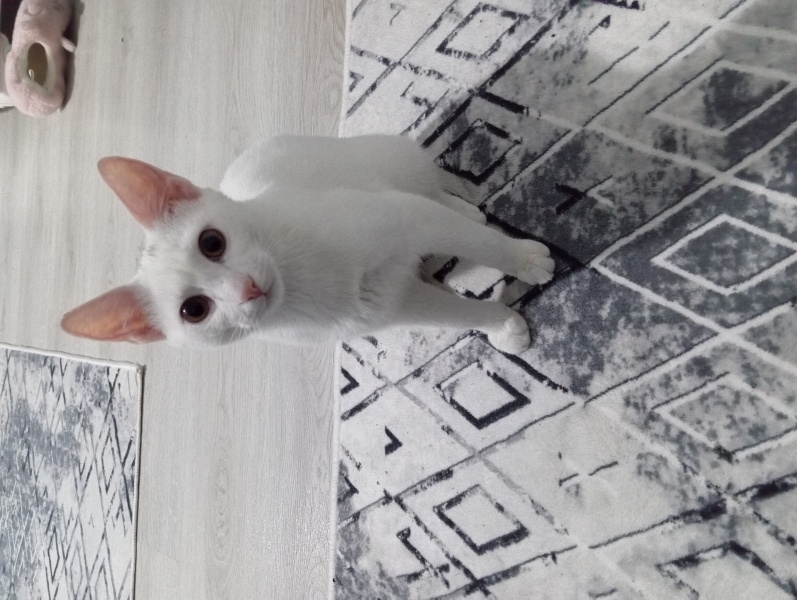 Tekir Kedi, Kedi  Oscar fotoğrafı