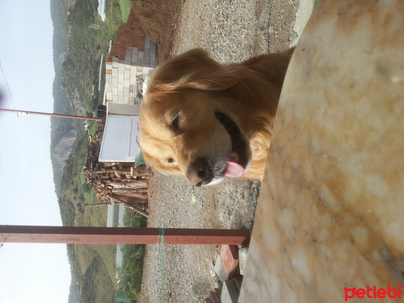 Golden Retriever, Köpek  Pasa fotoğrafı
