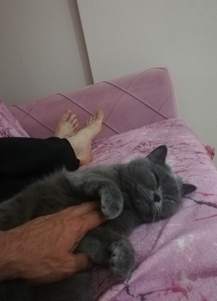 British Shorthair, Kedi  Mia fotoğrafı