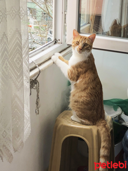 Tekir Kedi, Kedi  Bal fotoğrafı
