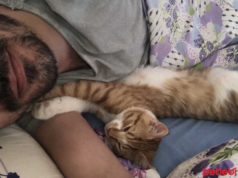 Tekir Kedi, Kedi  Bal fotoğrafı