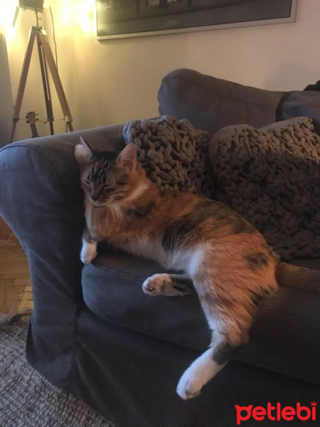 Tekir Kedi, Kedi  Peanut fotoğrafı
