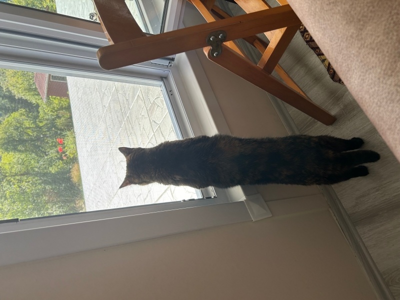 Tekir Kedi, Kedi  Gölge fotoğrafı