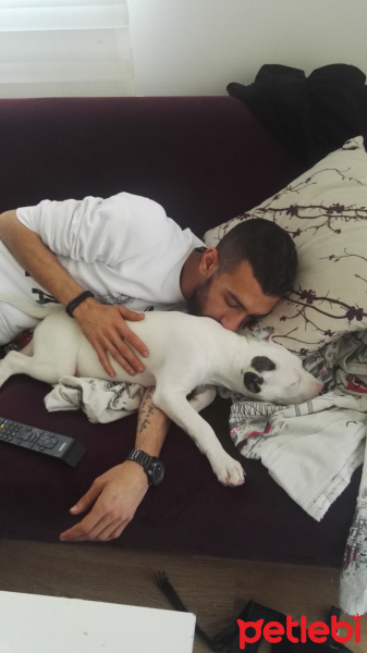 Amerikan Pitbull Terrier, Köpek  Zeus fotoğrafı