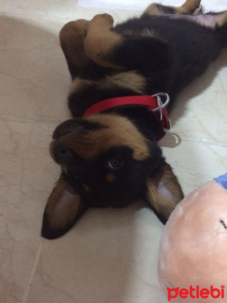 Rottweiler, Köpek  Bella fotoğrafı