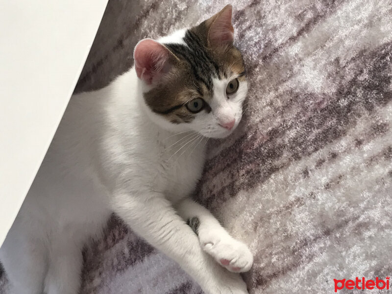 Ankara Kedisi, Kedi  pıtır fotoğrafı