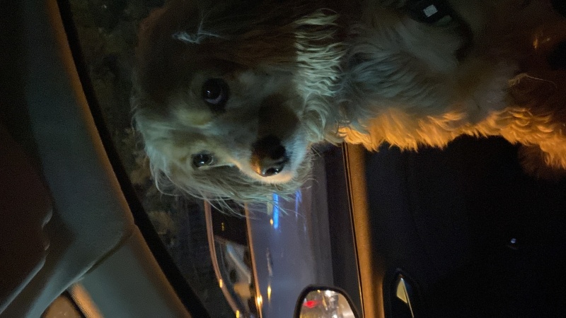 Amerikan Cocker Spaniel, Köpek  Çilek fotoğrafı