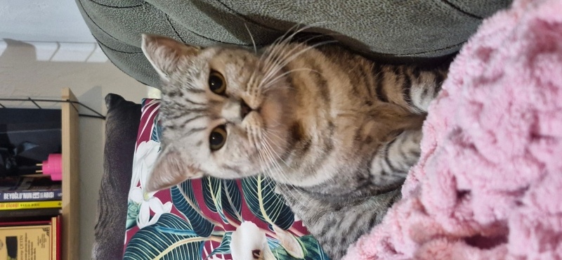 British Shorthair, Kedi  Mia fotoğrafı