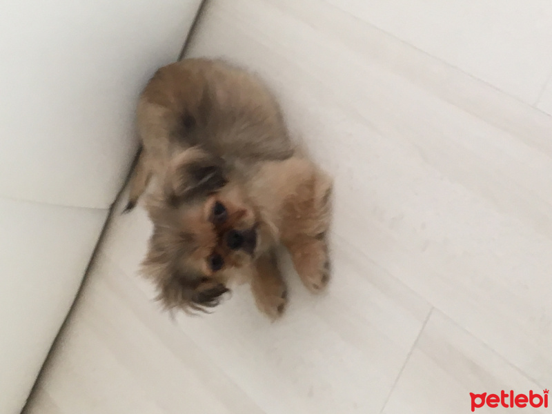 Pekingese, Köpek  Rio fotoğrafı